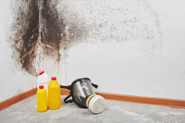 Best Industrial Mold Remediation in Westworth Village, TX