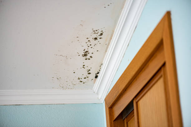 Best Commercial Mold Remediation in Westworth Village, TX