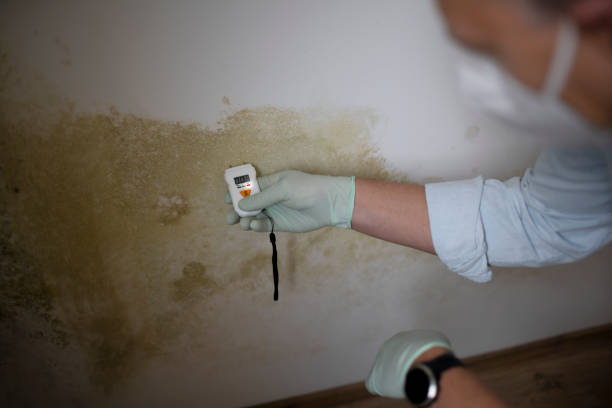 Best Post-Flood Mold Remediation in Westworth Village, TX