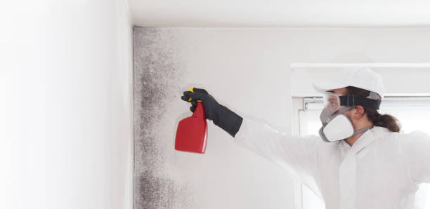 Best Attic Mold Remediation in Westworth Village, TX