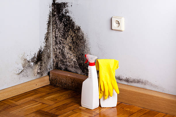 Best Black Mold Remediation in Westworth Village, TX