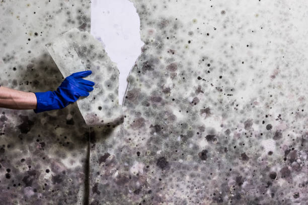 Best White Mold Remediation in Westworth Village, TX